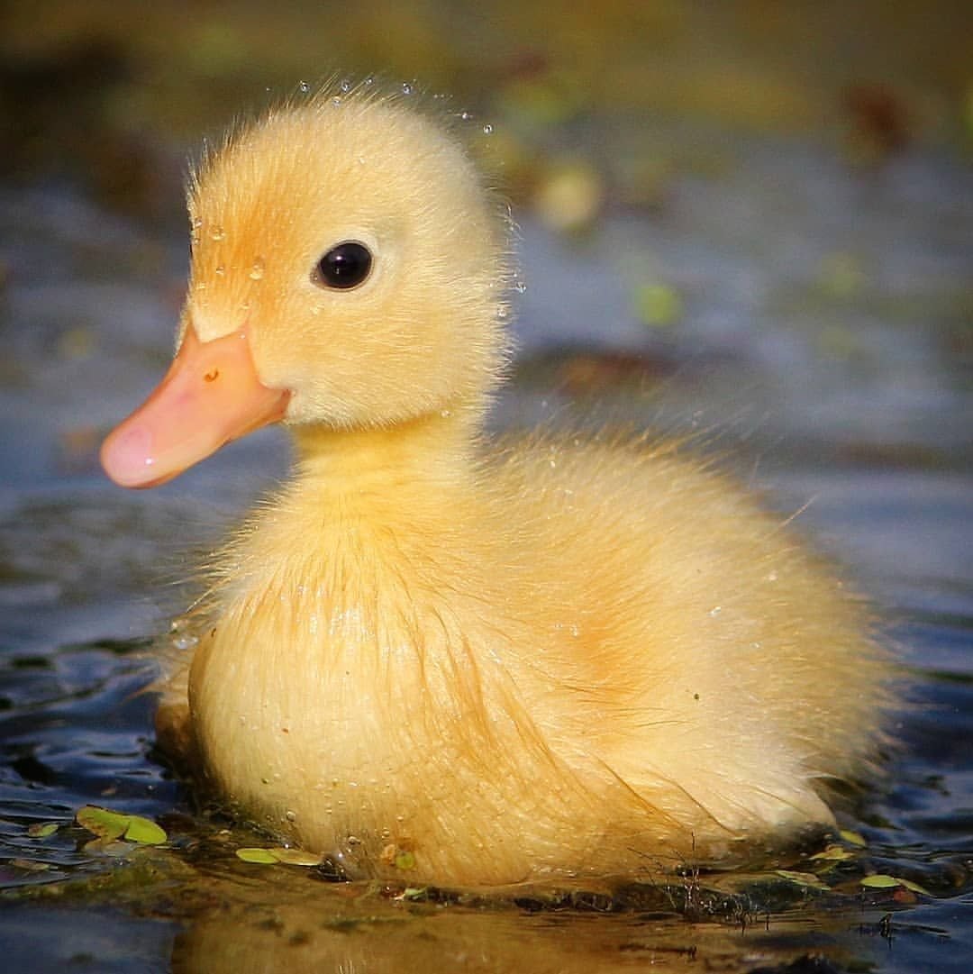 Желтый утенок муларды