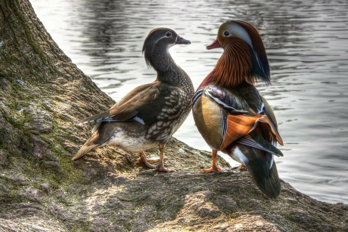 Утка Мандаринка птенцы