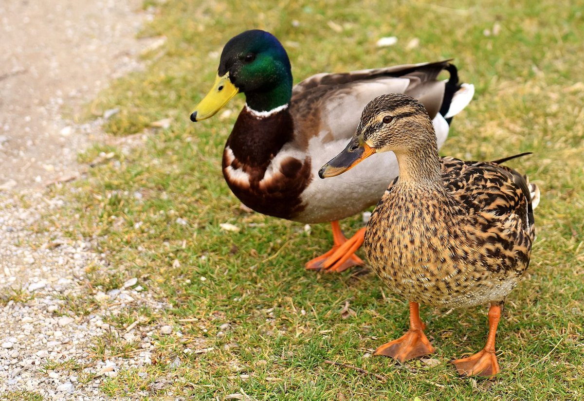 Утка кряква домашняя