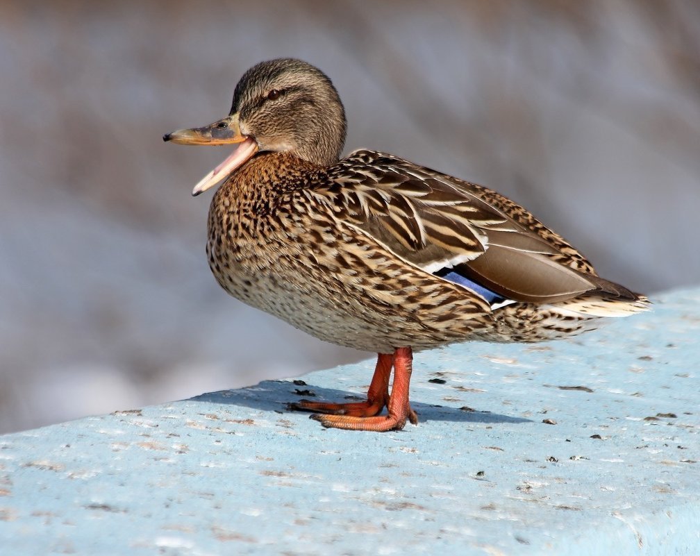Кряква обыкновенная утка
