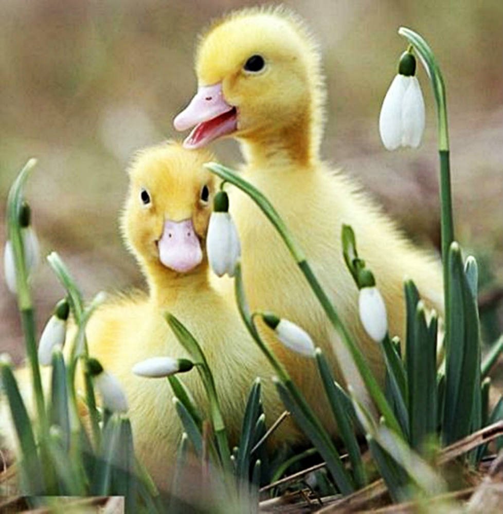 Красивые утята