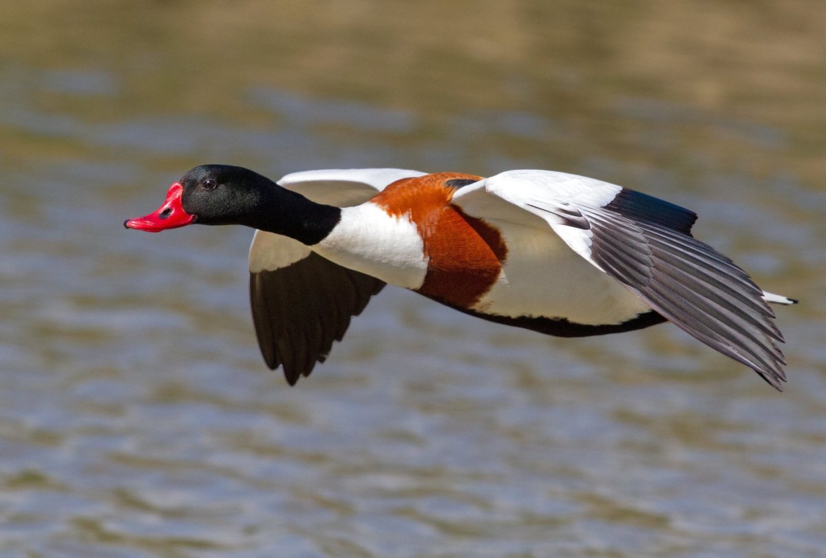 Пеганка (Tadorna Tadorna)