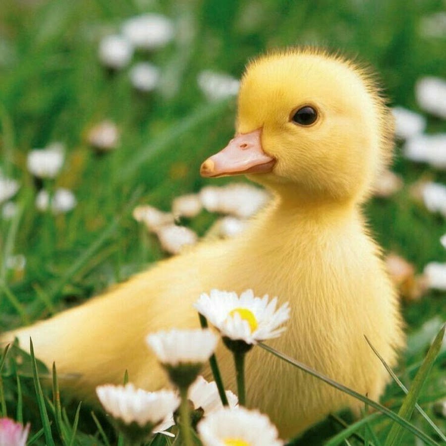 Кросс уток "Благоварский"