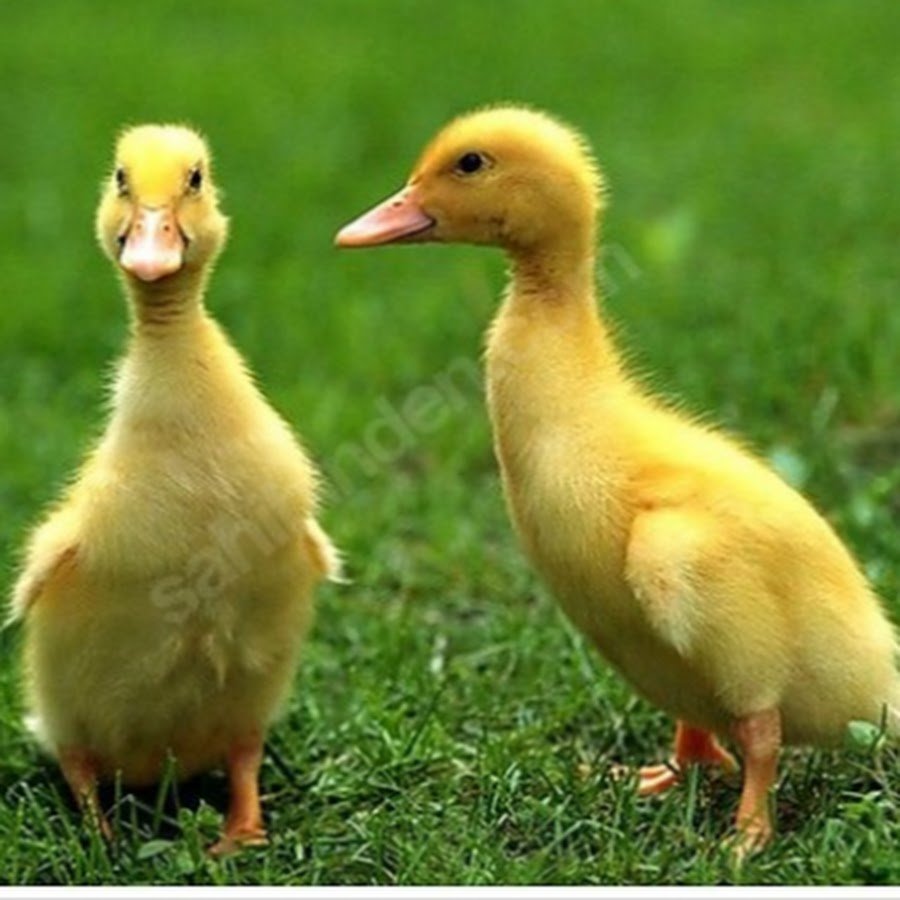 Утята Стар 53