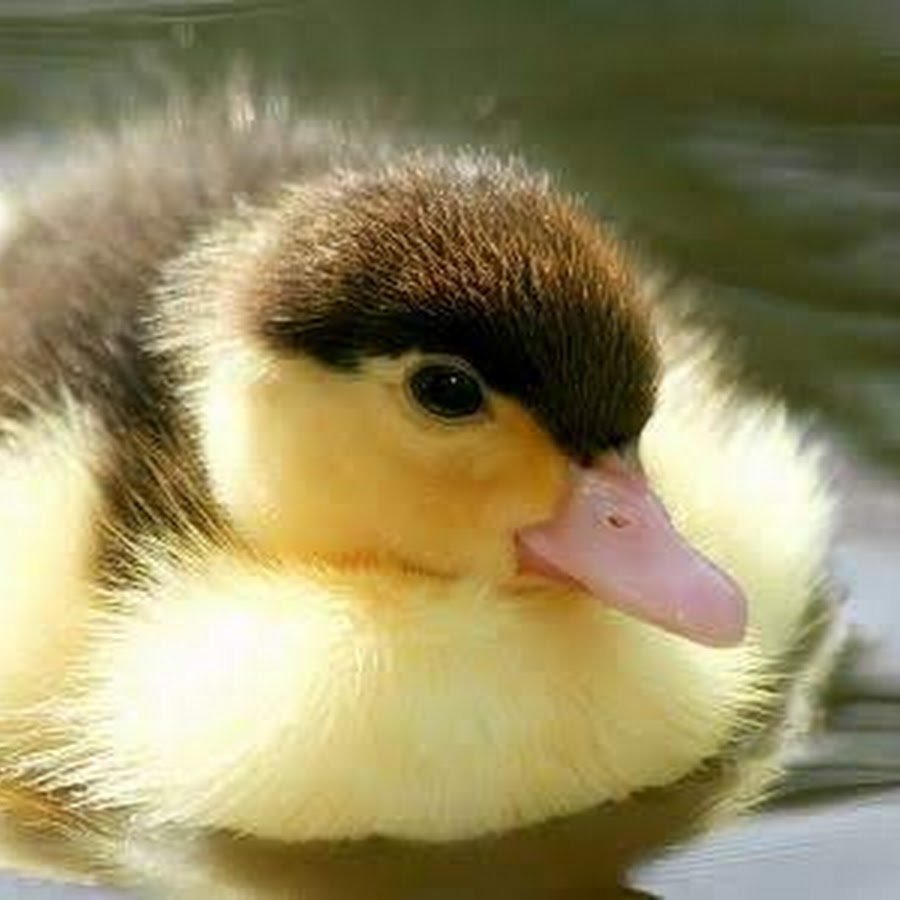 Пузико уточки