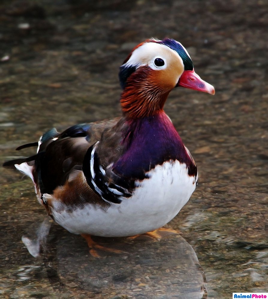 Птица утка Мандаринка