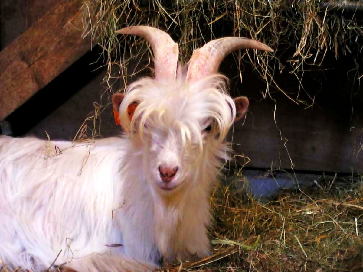 Козлик с челкой