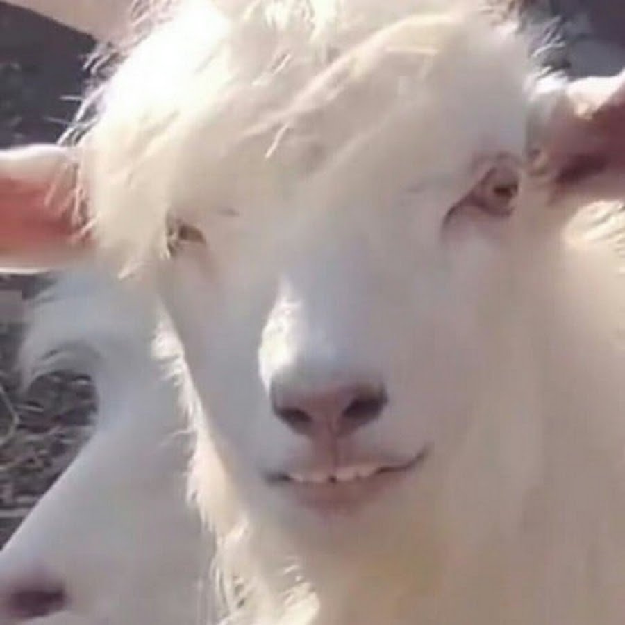 Смешной козел с челкой