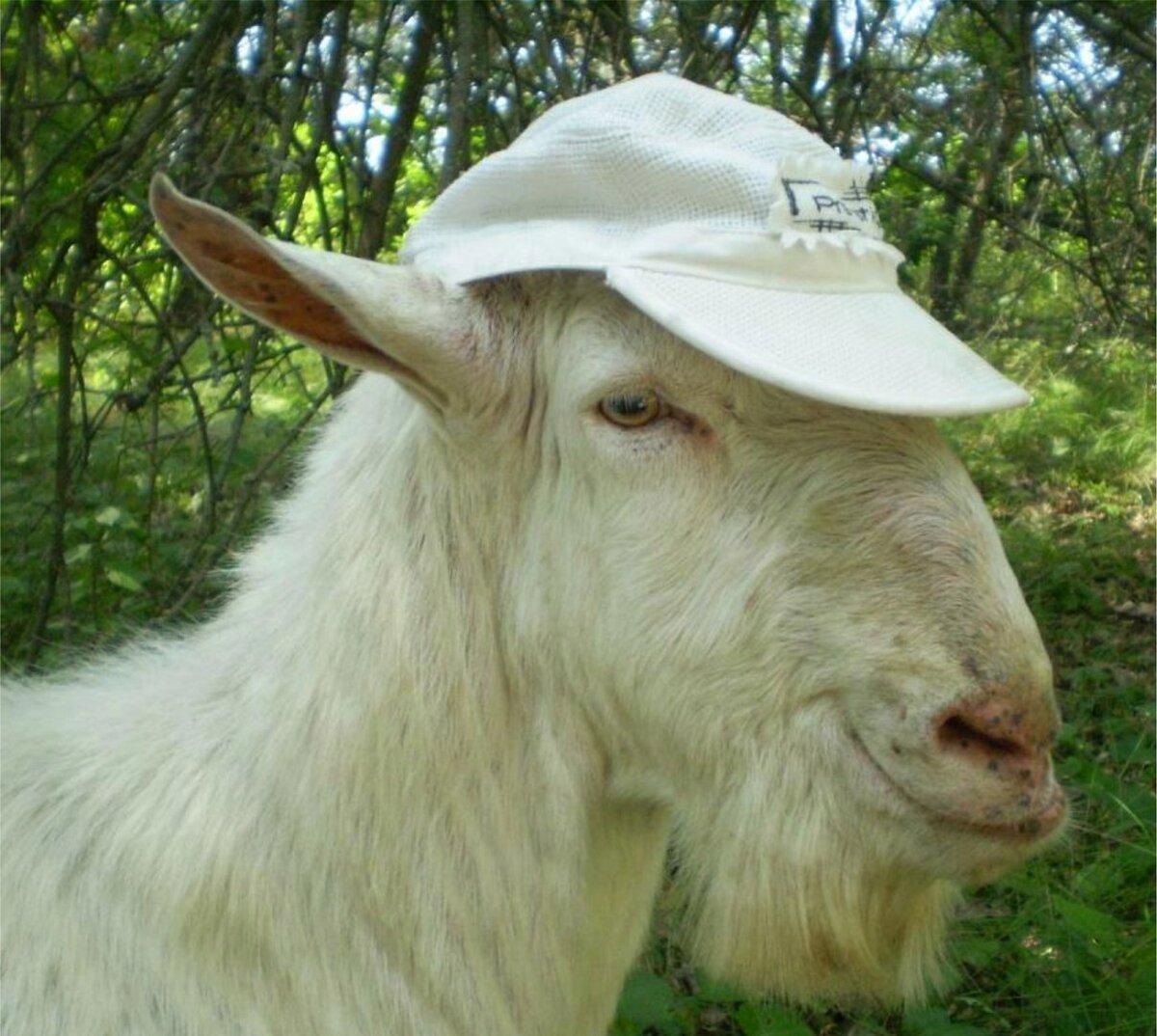 Душной козел