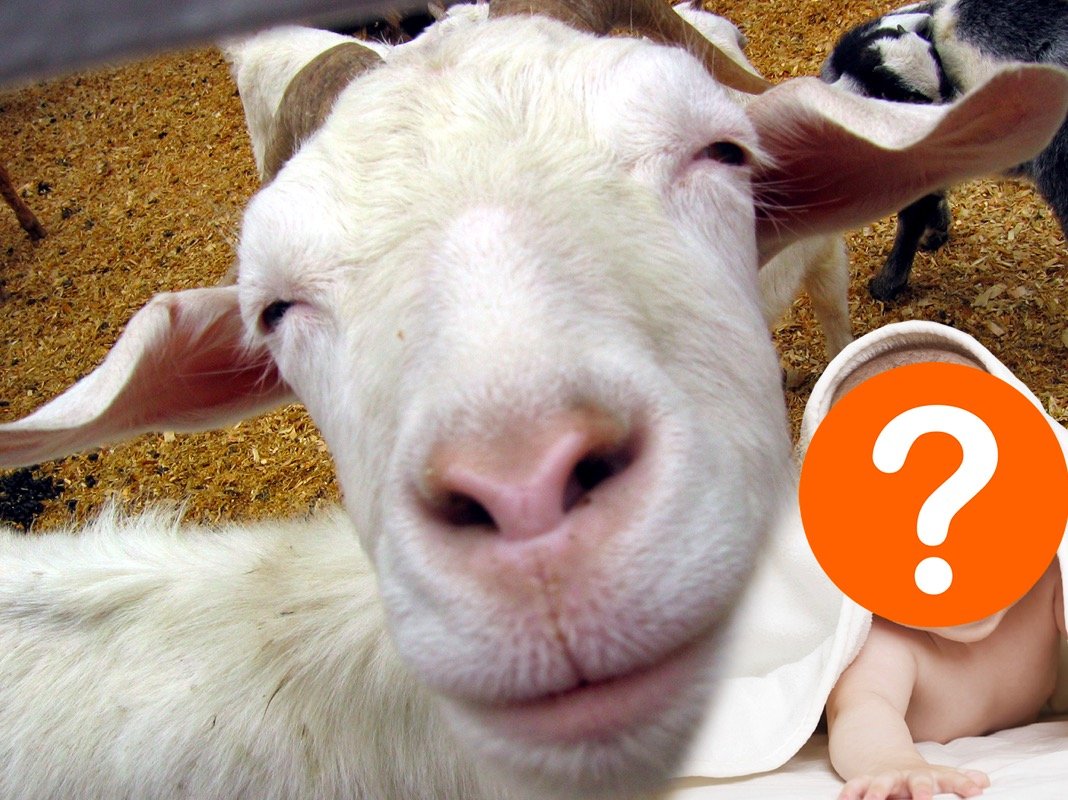 Селфи барана