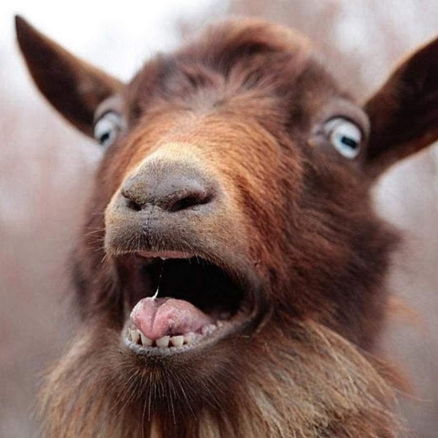 Смешной козлик