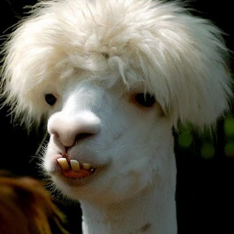 Лама с челкой