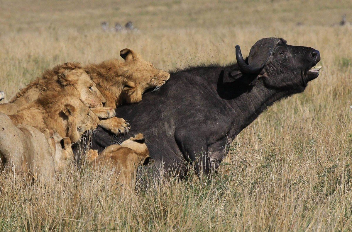Африканский буйвол и Лев