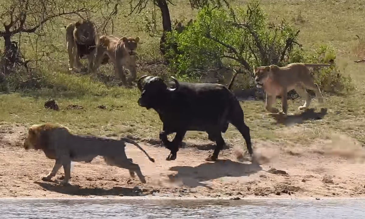 Жестокие схватки. Охота Львов в дикой природе на буйволов. Африканский буйвол и Лев.
