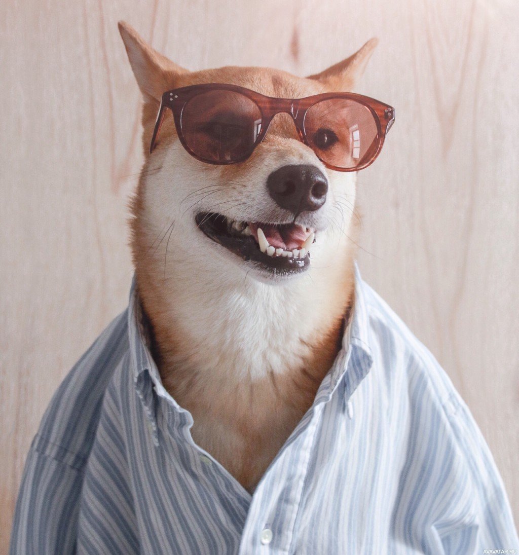 Корги вислоухий