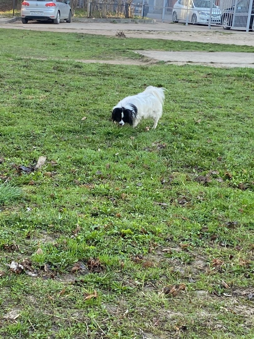 Крутая собака в очках