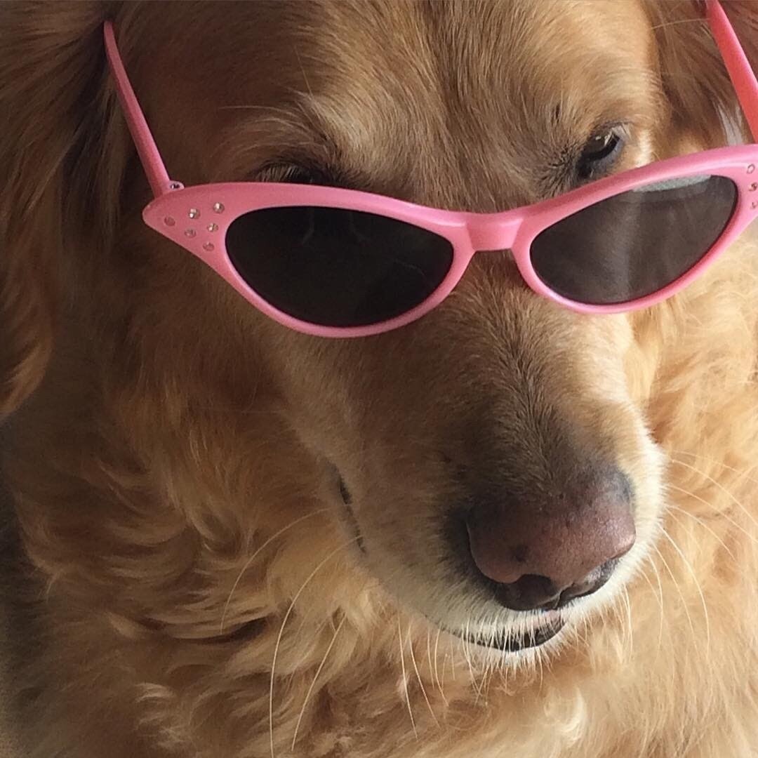 Собака с розой