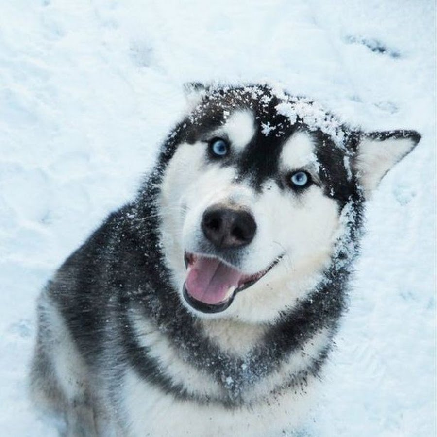 Крутая собачка в очках