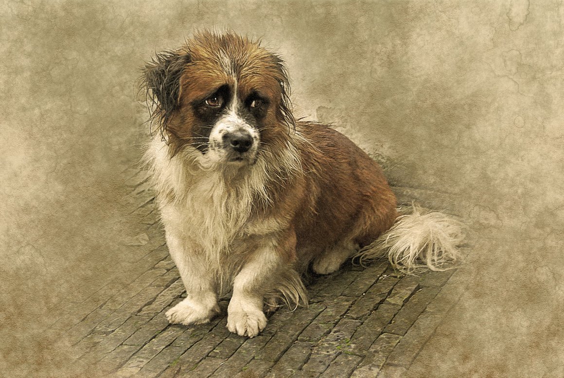 Собака с грустными глазами живопись