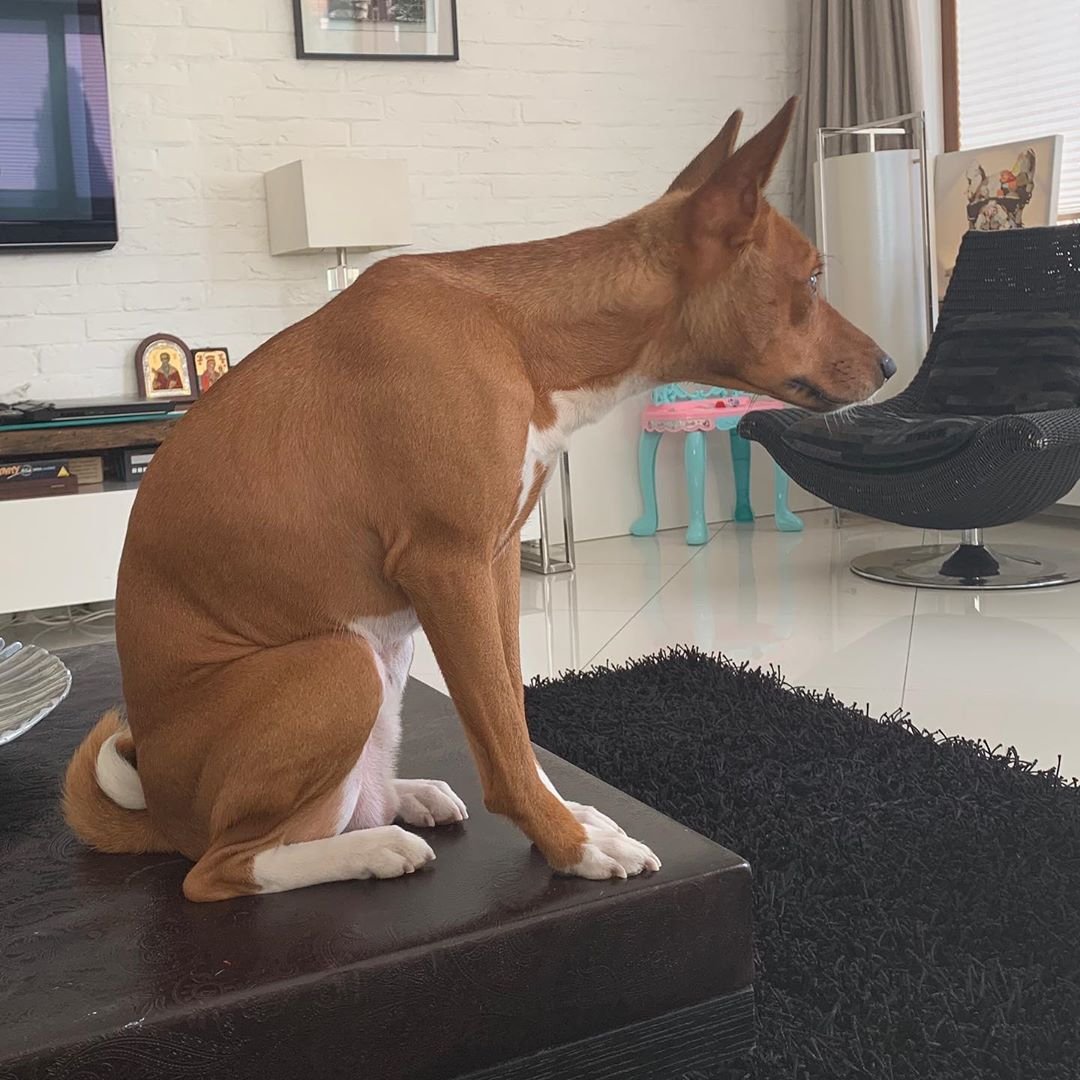 Басенджи Харламова