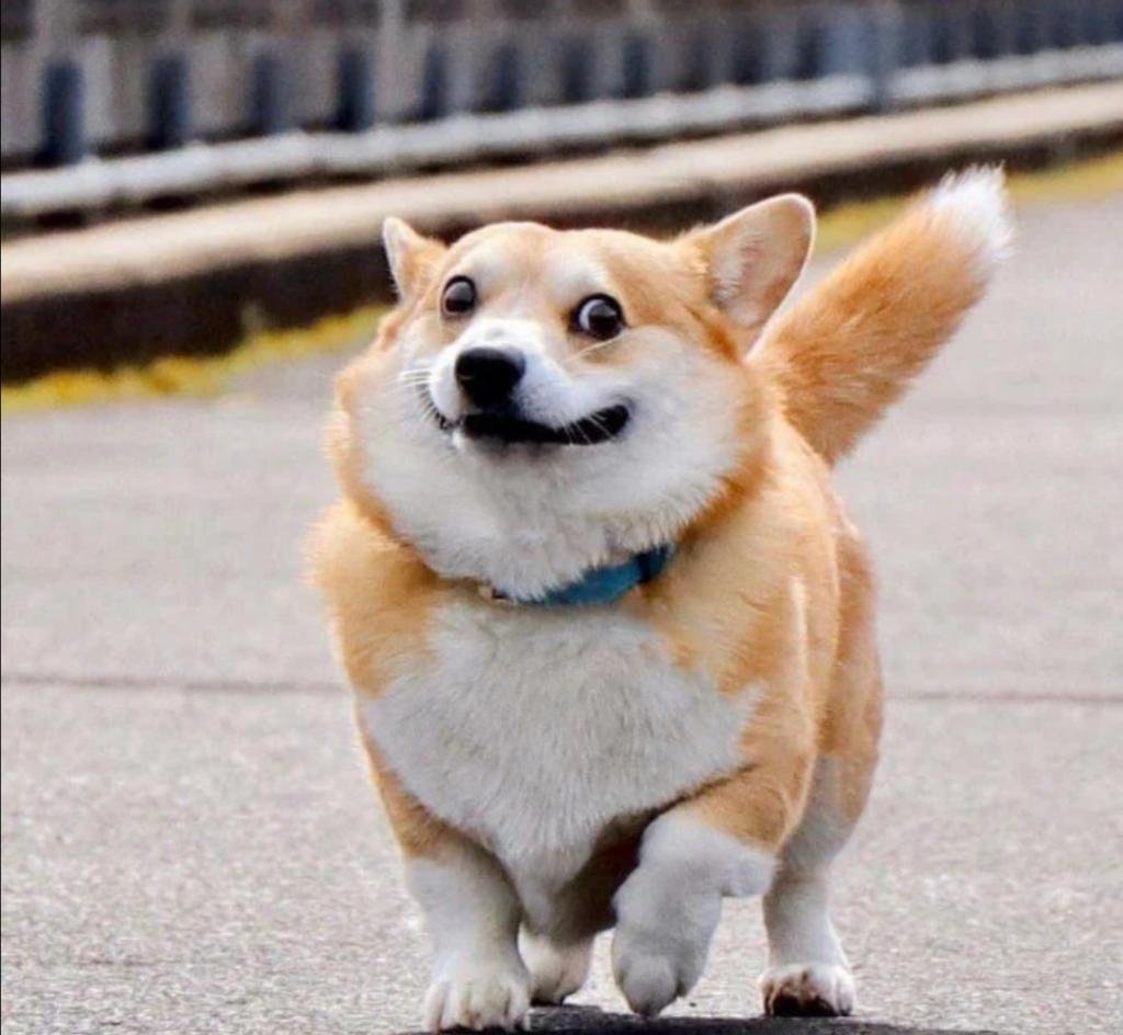 Смешные аватарки с собаками