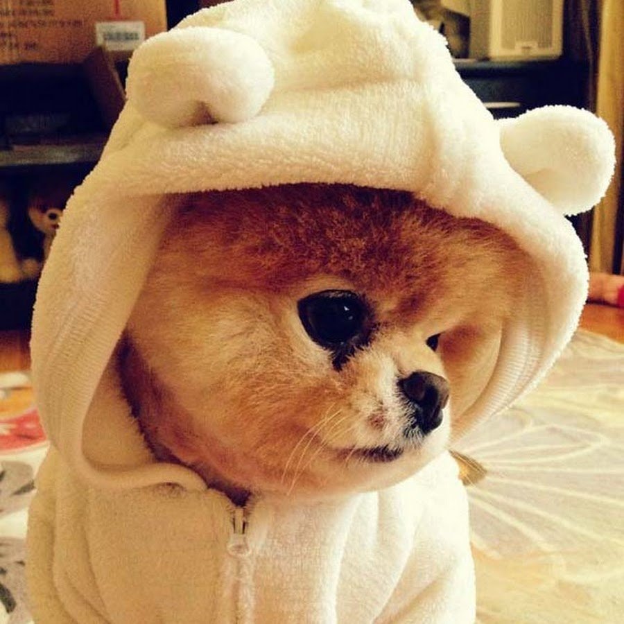 Щенок в разных позах рисунок