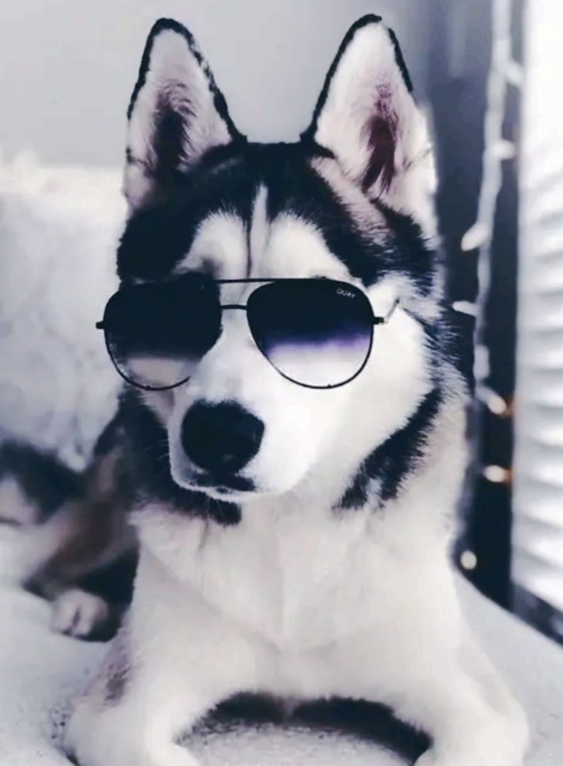 Питбуль в очках