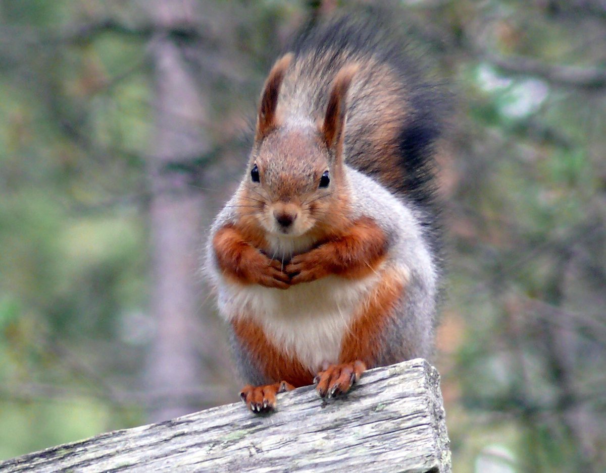 Дикие животные в башкирских лесах