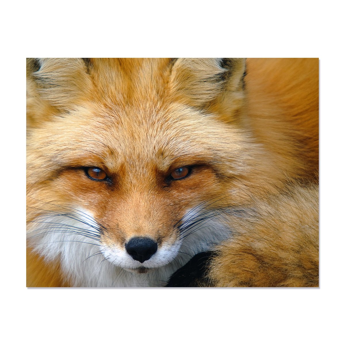 Палитра сочетания цветов животные