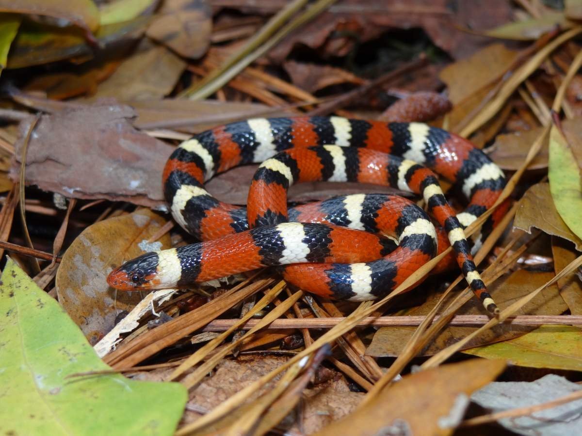 Синалойская Королевская змея