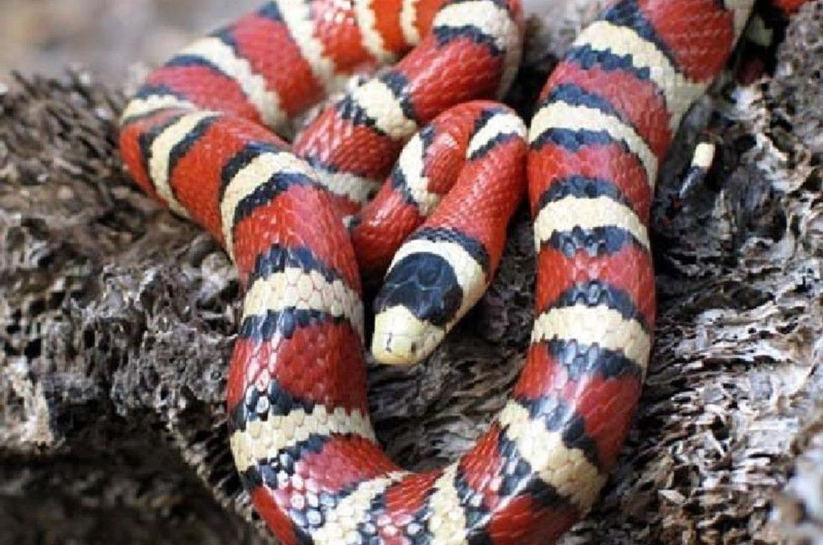 Змеи и их цвет по английскому