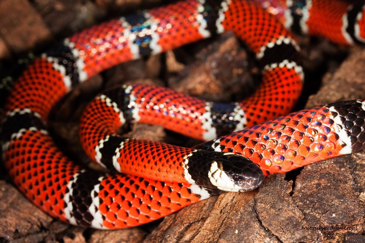 Аспид кобровый