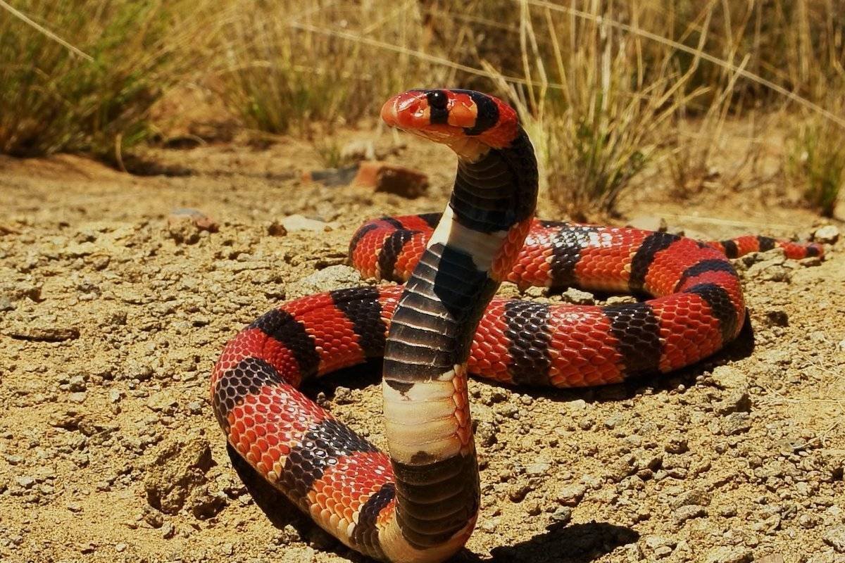 Micrurus surinamensis