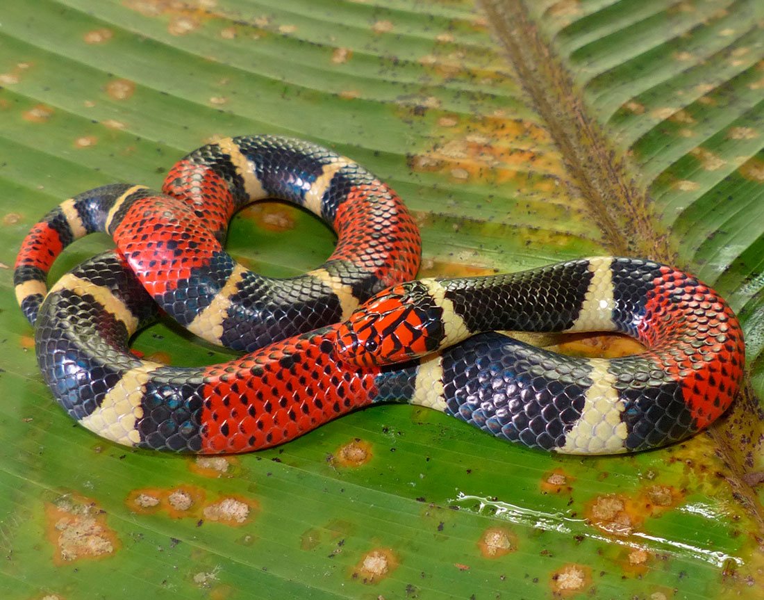 Обыкновенный коралловый Аспид