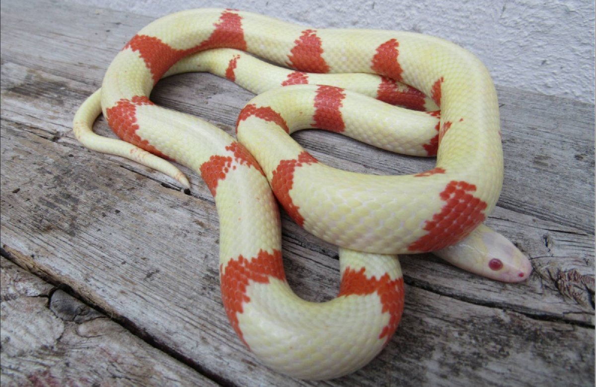 Королевская Кобра Аспиды