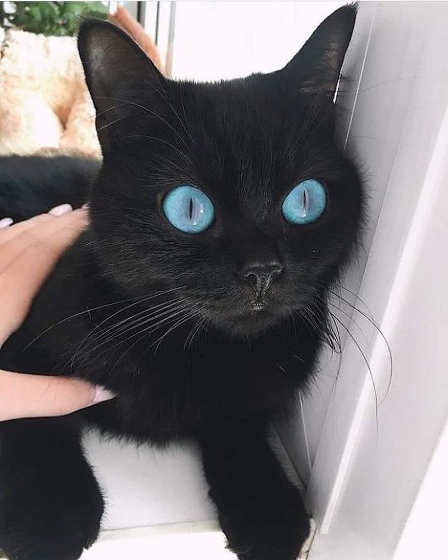 Охос азулес кошка черная
