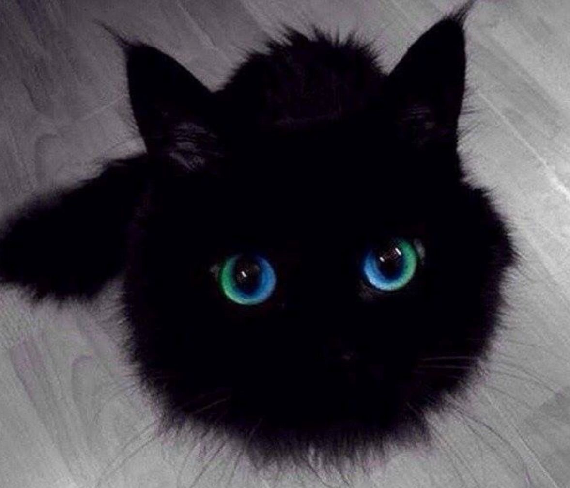 Чёрный кот с большими глазами