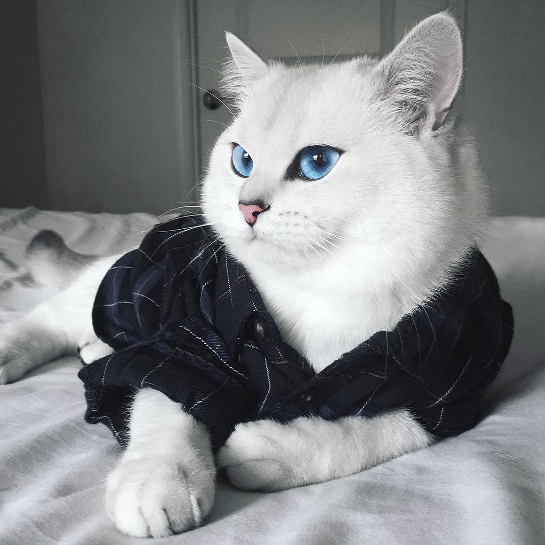 Кот Коби порода