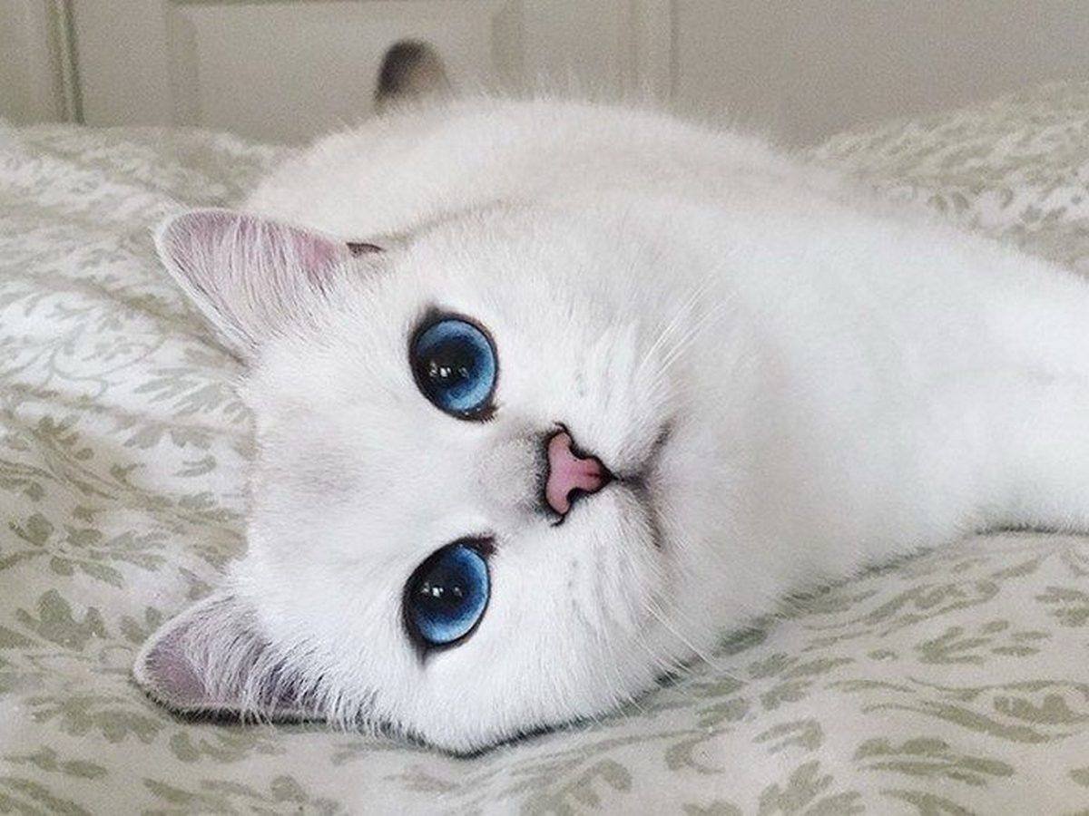 Коби кошка