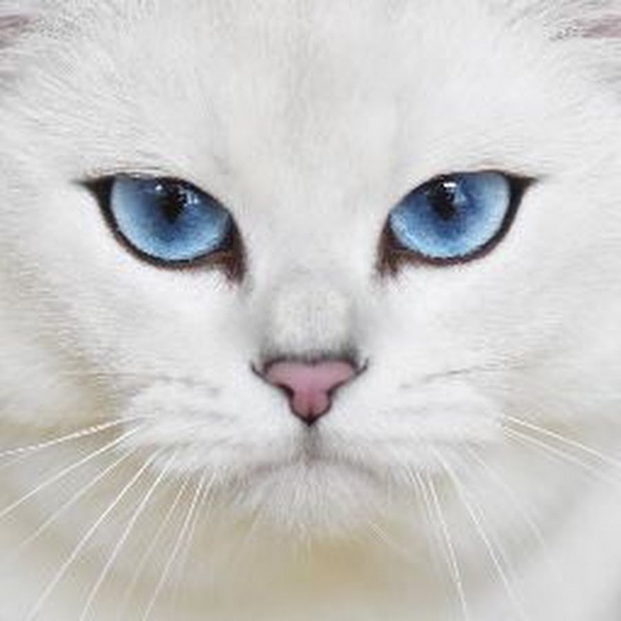 Микаэла и кошка