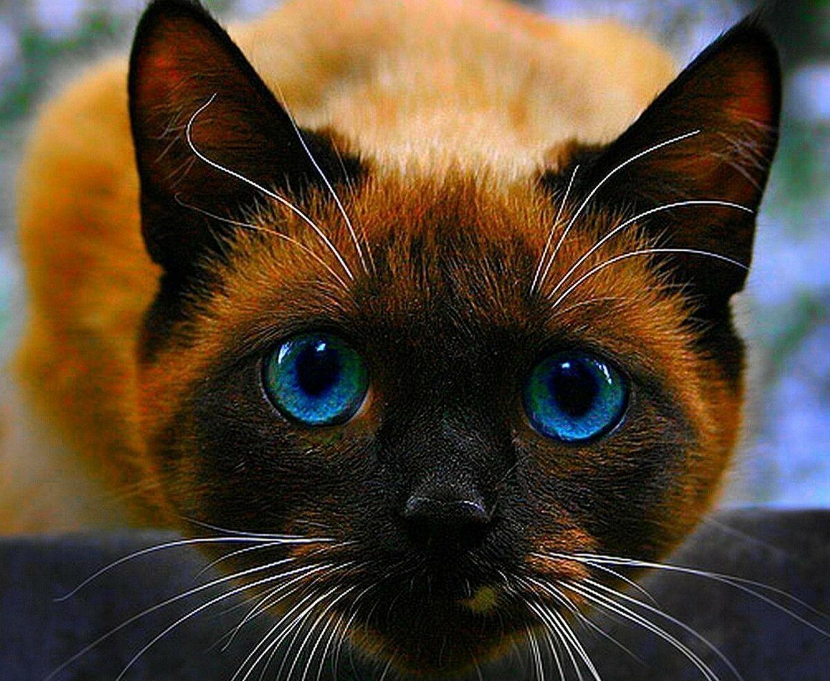 Глаза сиамских кошек
