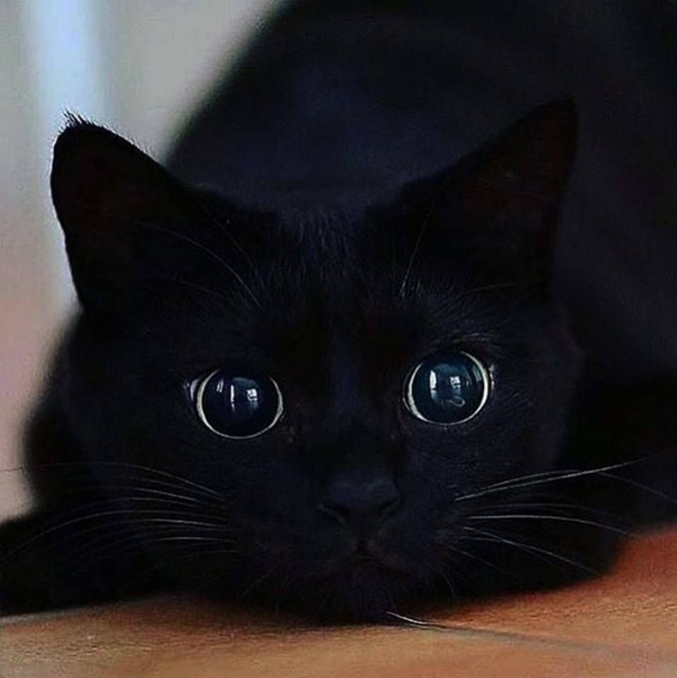 Кот с расширенными зрачками