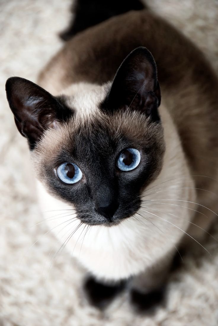 Сиамская кошка гладкошерстная