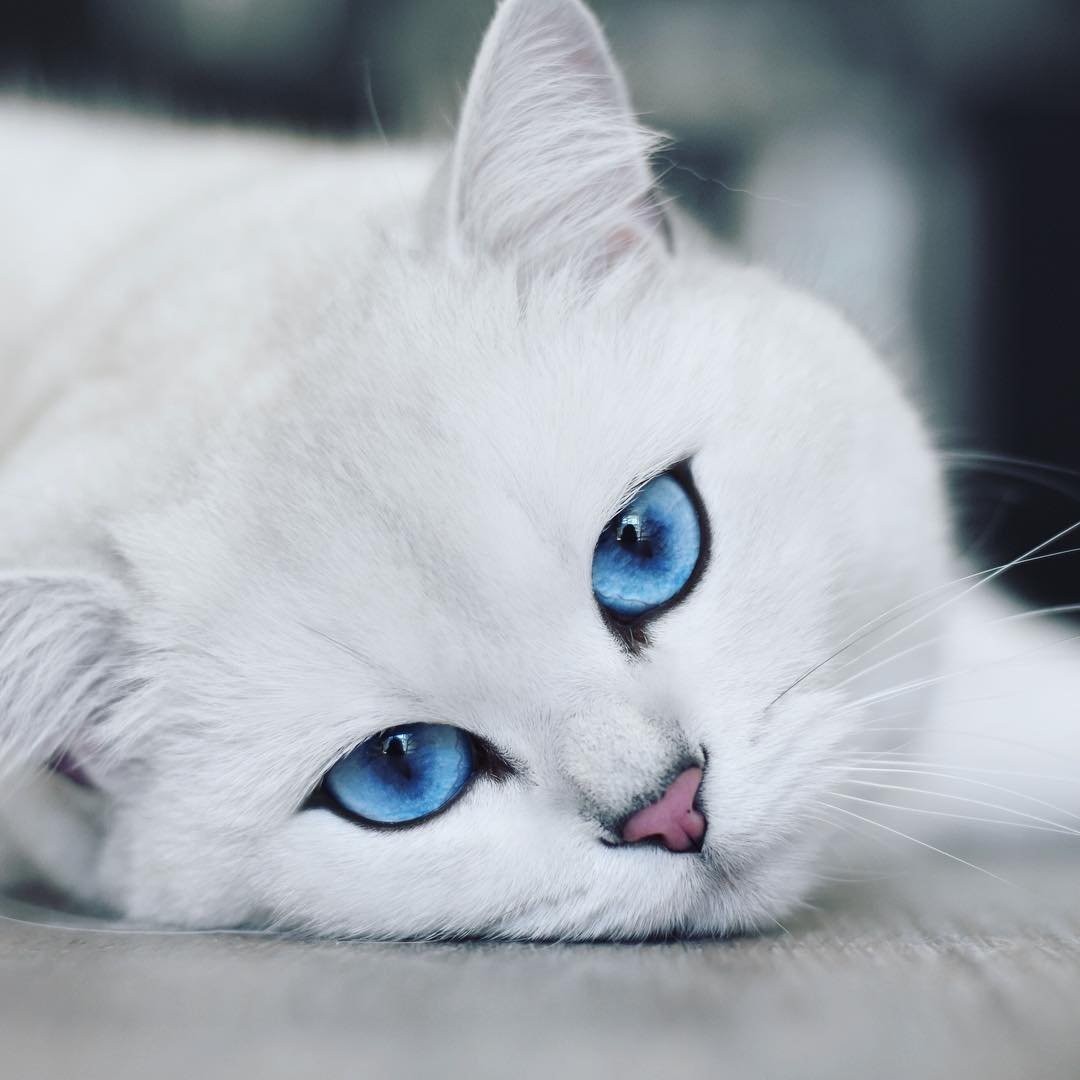 Коби кот