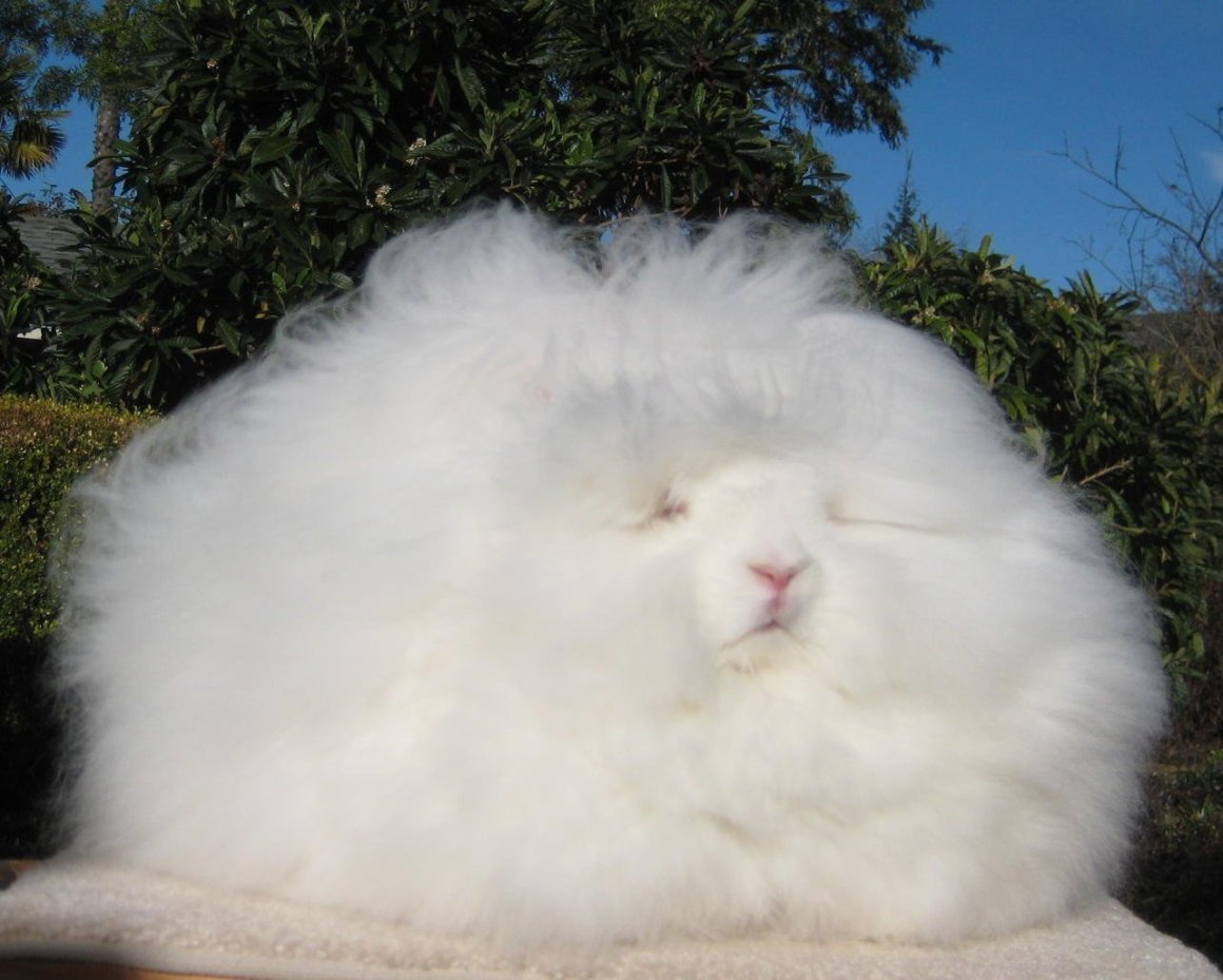 Ангорский кролик гигант