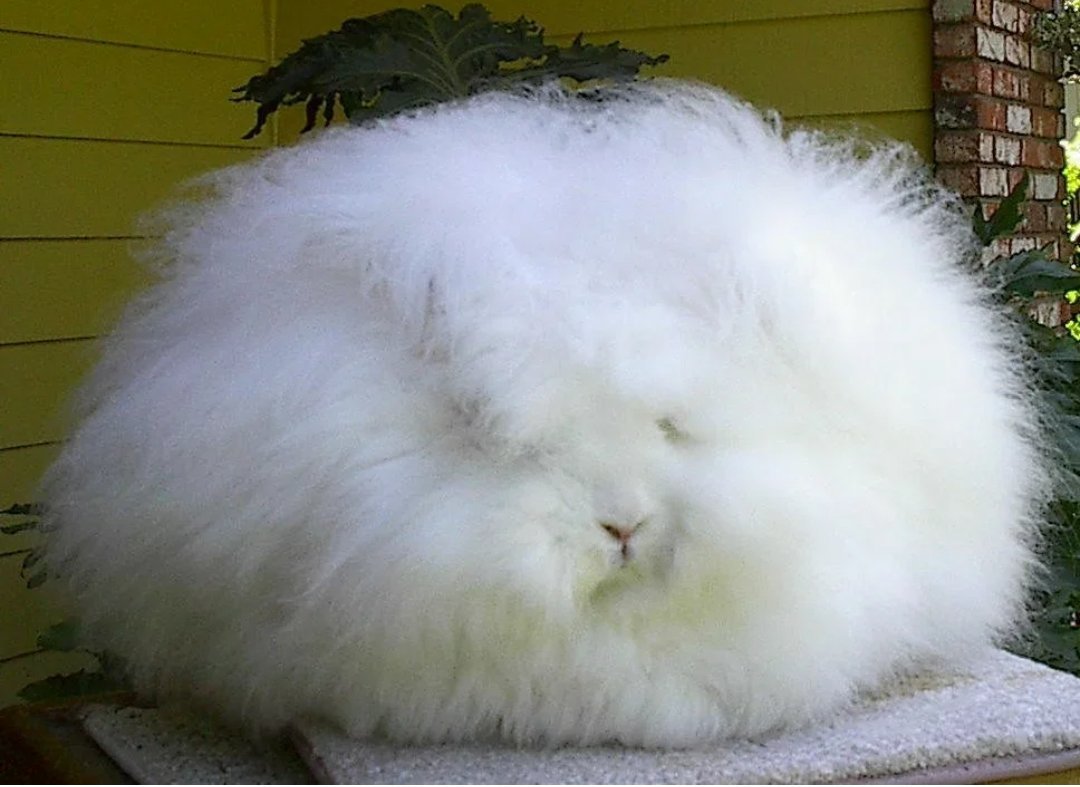 Ангорский кролик