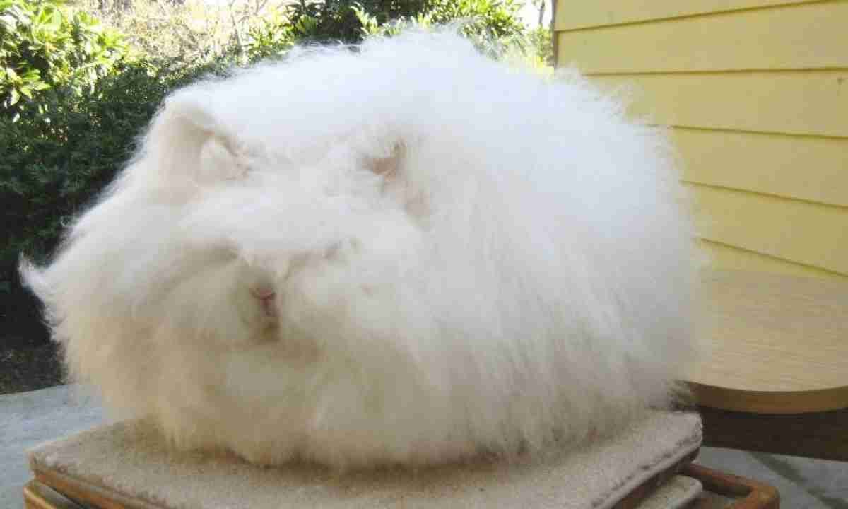 Самый пушистый кролик в мире ангорский