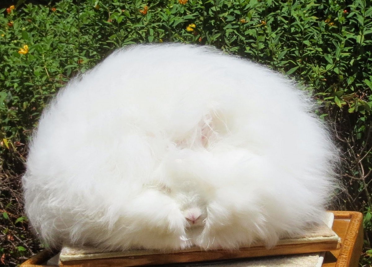 Гигантский ангорский кролик