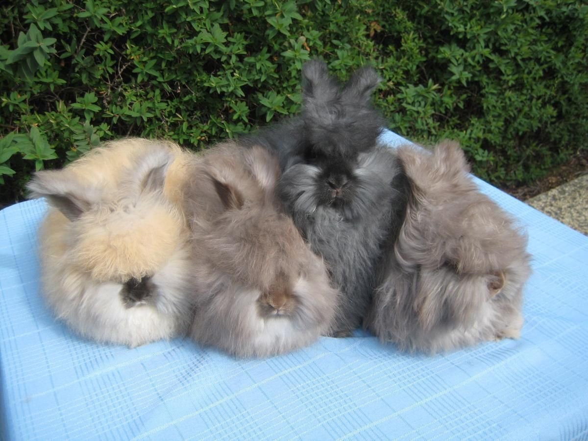 Песцовый пуховой кролик