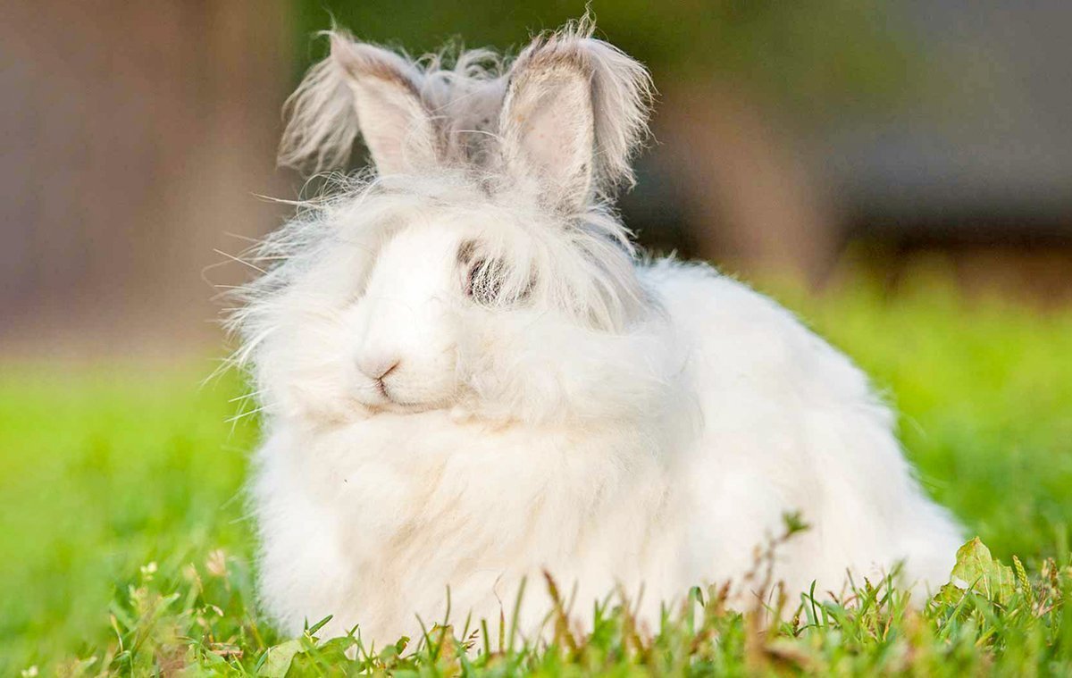 Милые пушистые животные